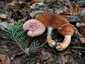 Ízletes rizike (Lactarius deliciosus), Őrség